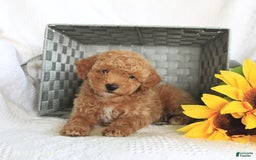 Miniature Poodle dogs for sale: Riley - Image 1