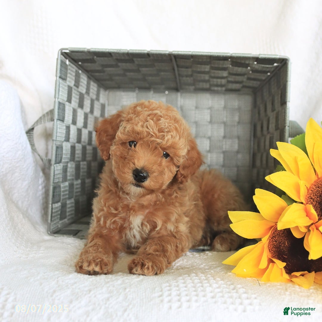 Miniature Poodle dogs for sale: Riley - Image 1