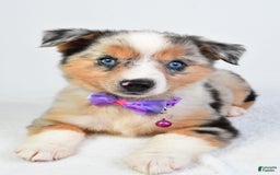 Miniature Australian Shepherd dogs for sale: Sky - Image 2