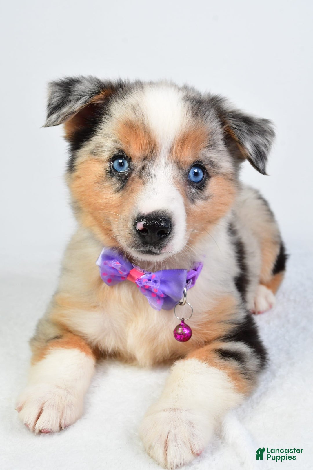 Miniature Australian Shepherd dogs for sale: Sky - Image 2