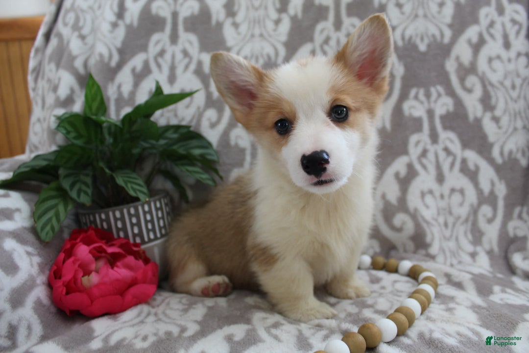 Welsh Corgi Pembroke dogs for sale: Kory - Image 7