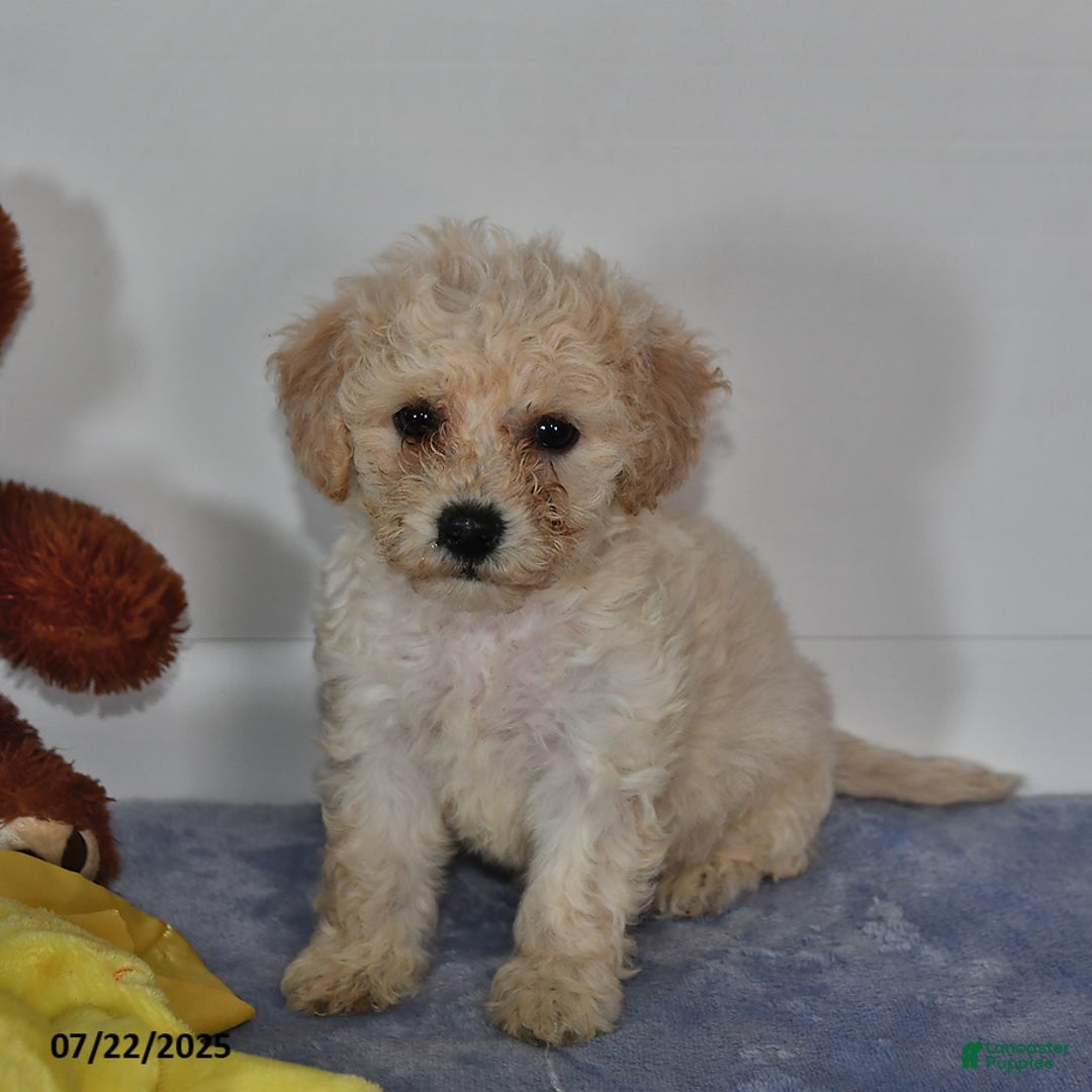 Bichpoo dogs for sale: Cinderella - Image 5