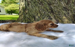 Cavalier King Charles Spaniel dogs for sale: Dos - Image 3