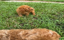 Mini Goldendoodle dogs for sale: Shar - Image 4