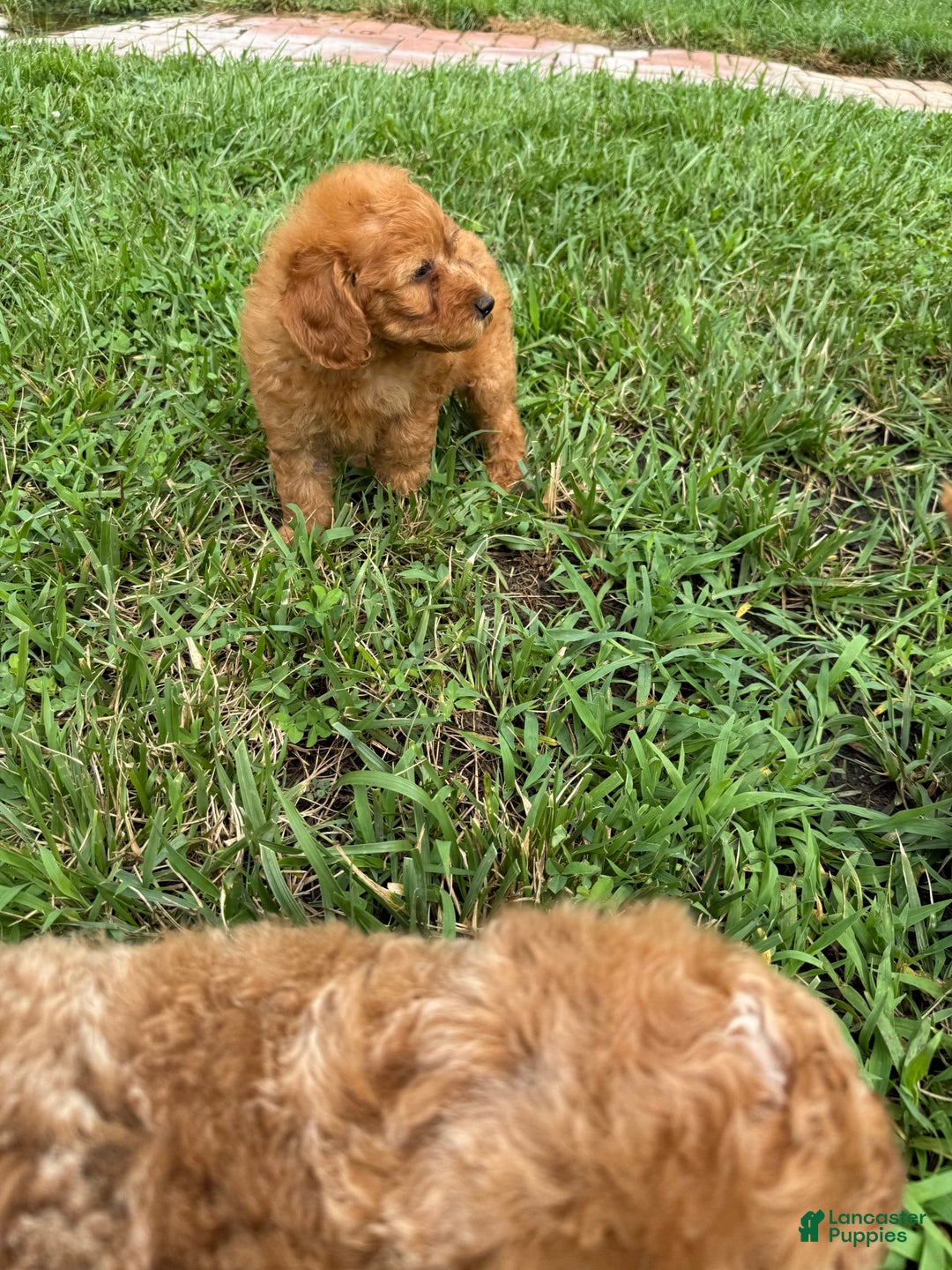 Mini Goldendoodle dogs for sale: Shar - Image 4