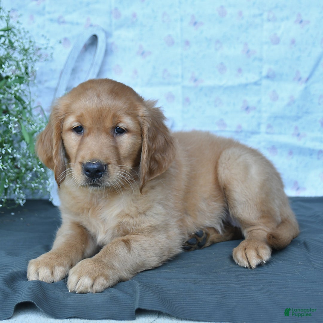 Golden Retriever dogs for sale: Cocoa - Listing for pets: Cookie, Coffee, Caramello, Champ, Charmer, Carmela, Cocoa, Creme - Image 2