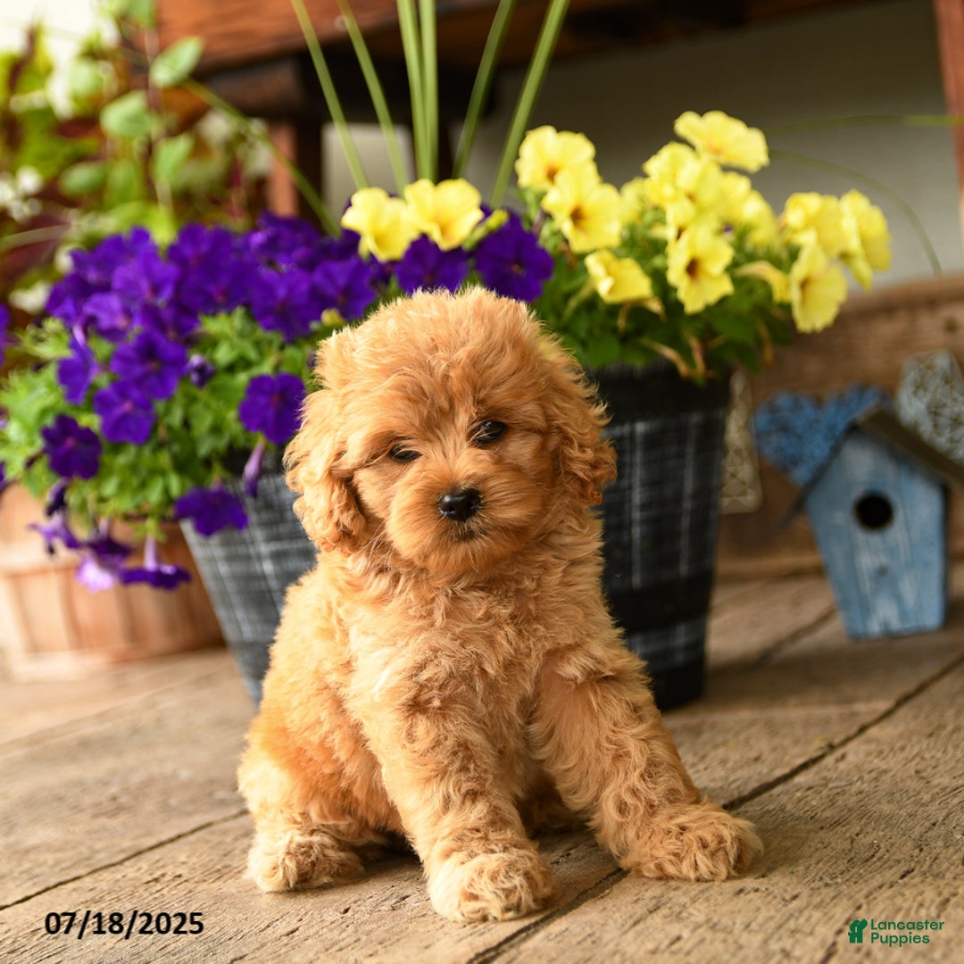 Cockapoo dogs for sale: Melody - Image 2