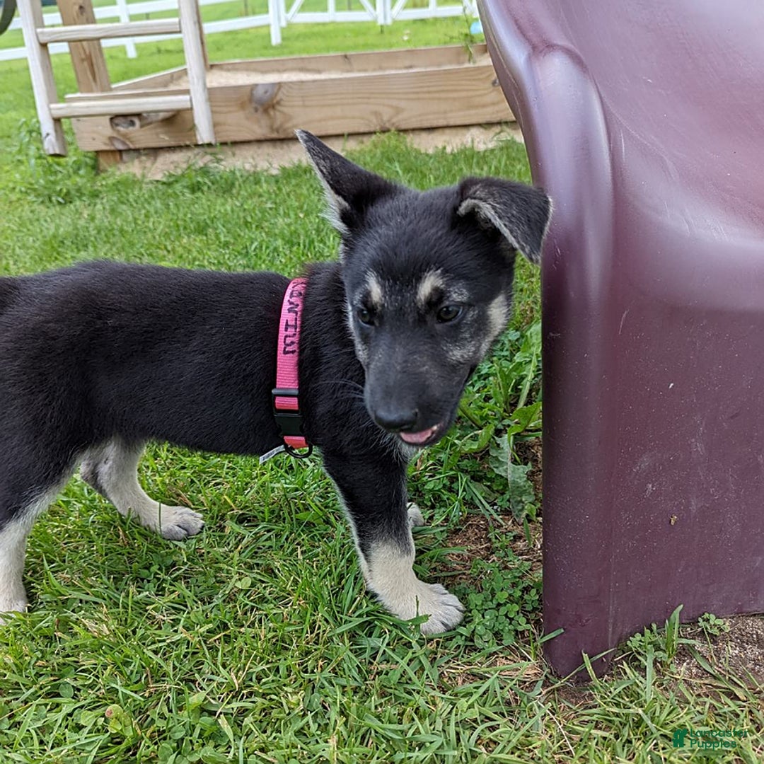 German Shepherd dogs for sale: German Shepherd 8 puppies - Image 6