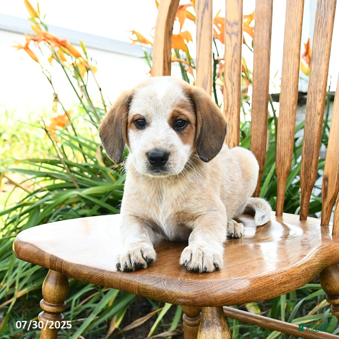 Beagle dogs for sale: Lightning - Image 3