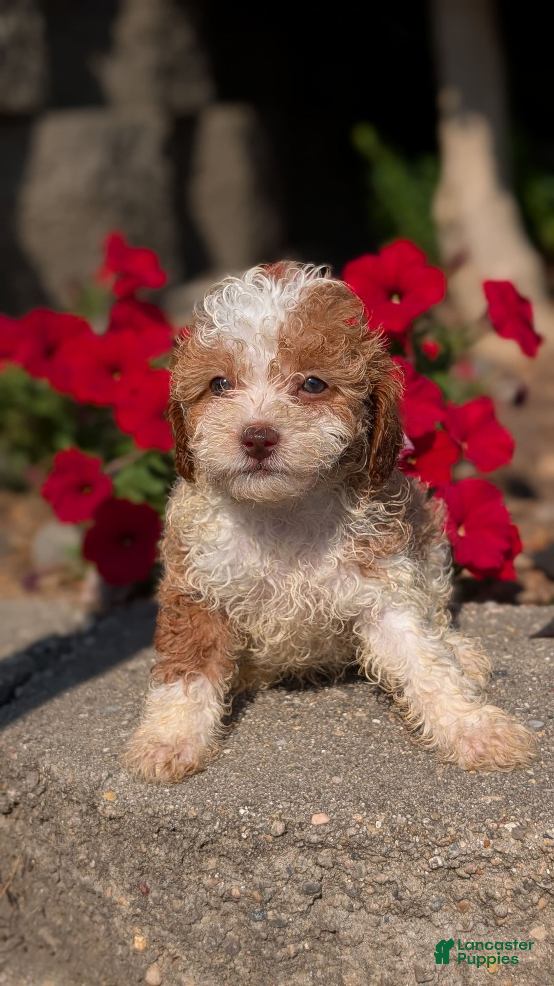 Cavapoo dogs for sale: Kya - Image 3
