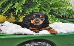 Miniature Dachshund dogs for sale: Donny - Image 2