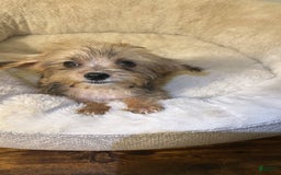 Yorkiepoo dogs for sale: Jaxx - Image 2
