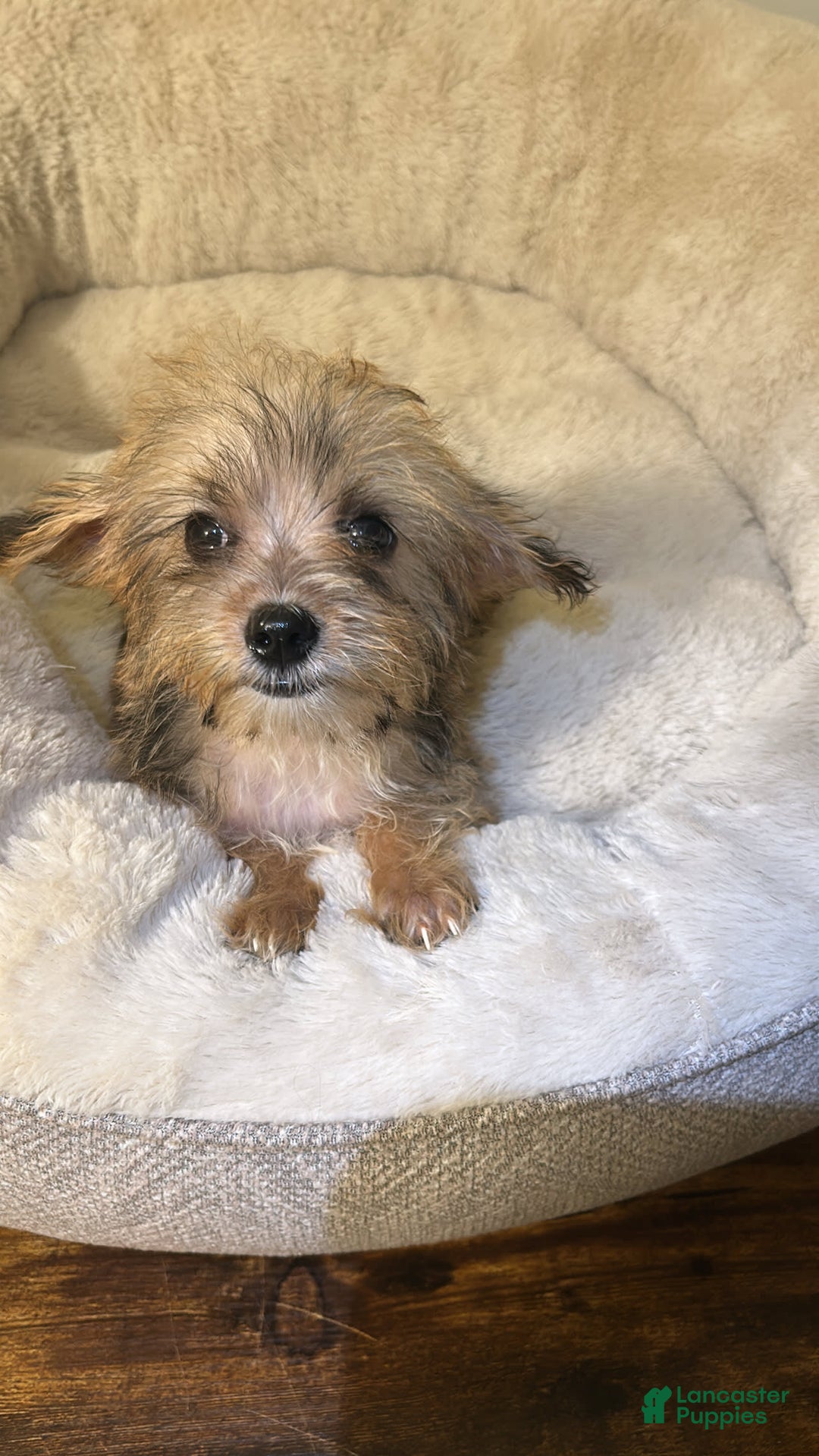 Yorkiepoo dogs for sale: Jaxx - Image 2