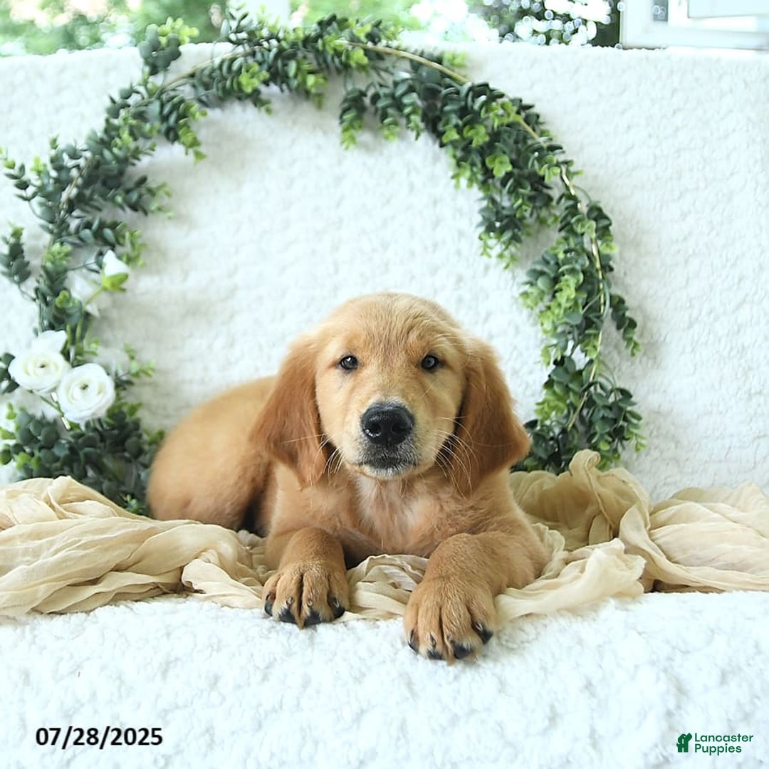 Golden Retriever dogs for sale: Anne - Image 16