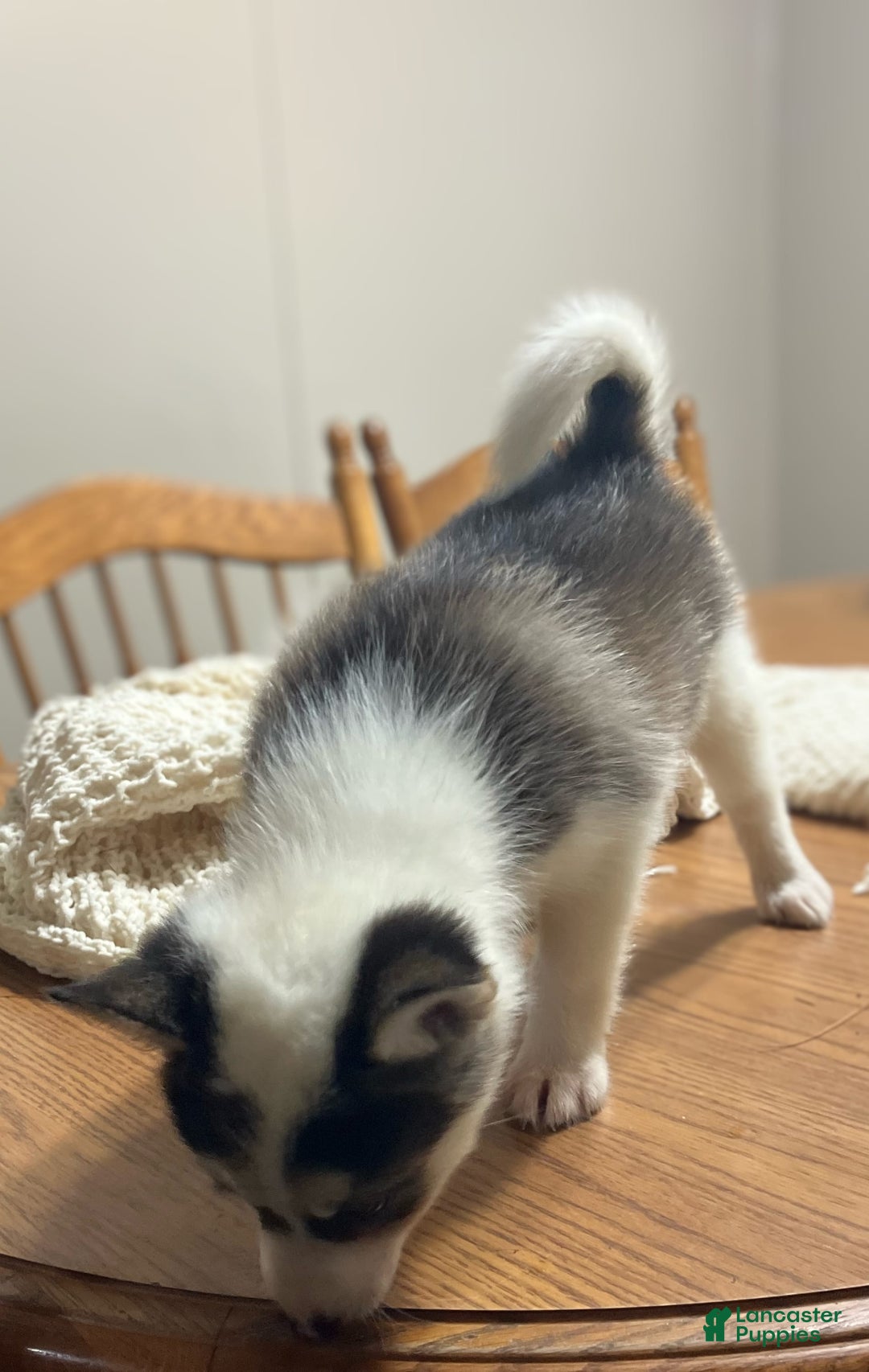 Pomsky dogs for sale: Sweet Rain - Image 12