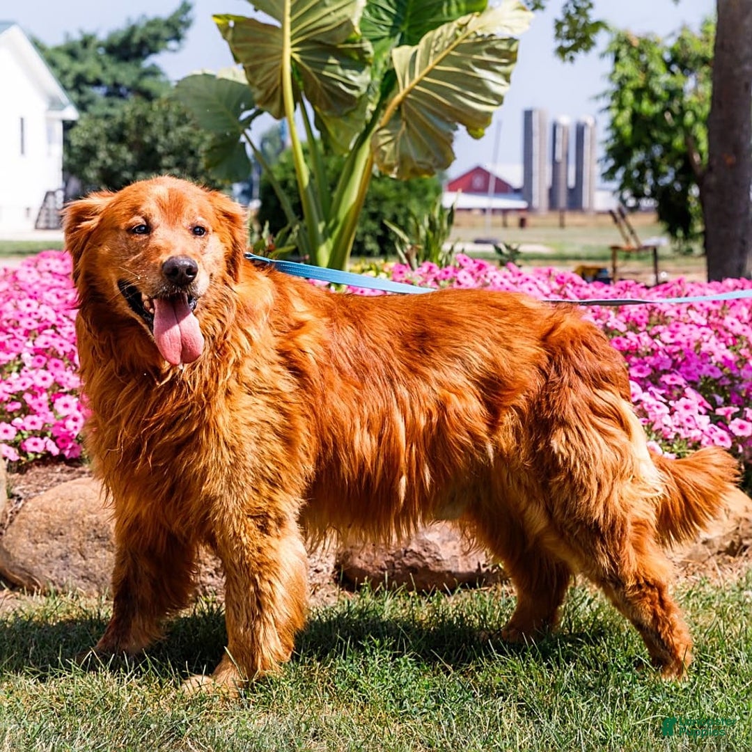 Golden Retriever dogs for sale: Clem - Image 11
