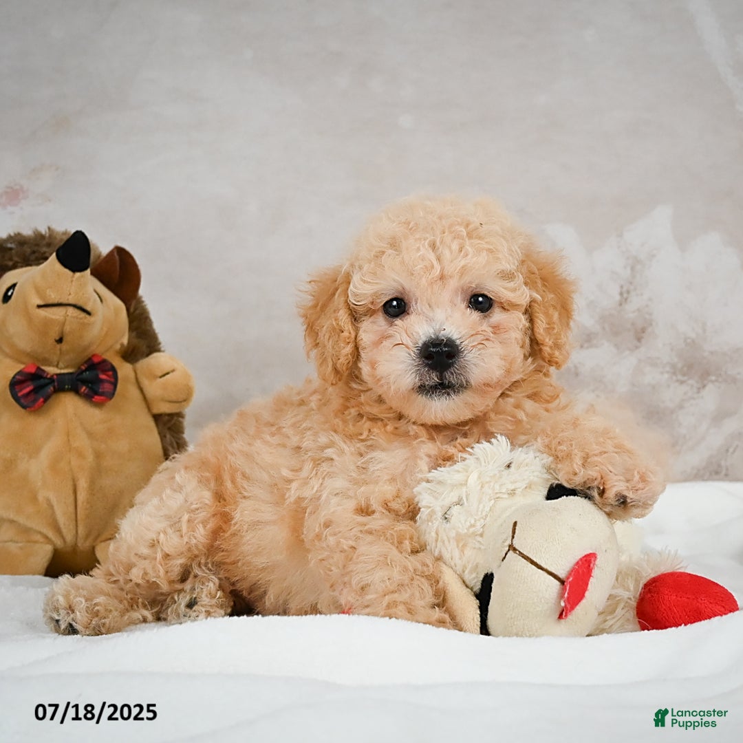 Bichpoo dogs for sale: Dillon - Image 2
