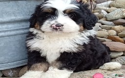 Mini Bernedoodle dogs for sale: Banjo - Image 14