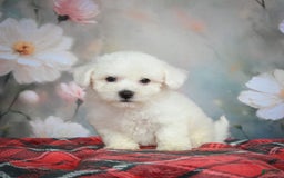 Bichon Frise dogs for sale: Jasper - Image 6