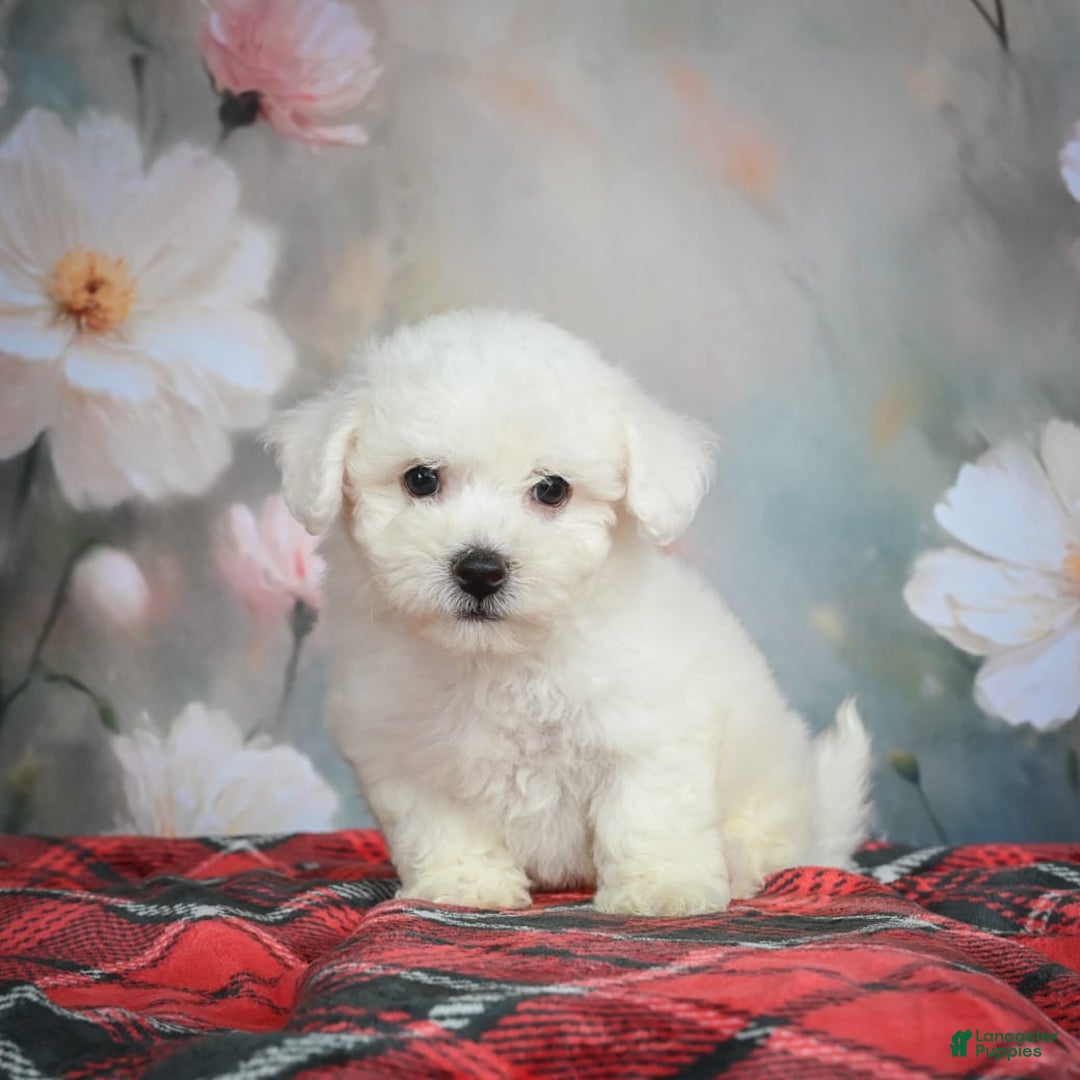 Bichon Frise dogs for sale: Jasper - Image 6