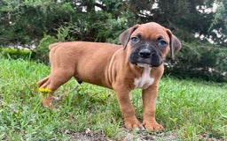 Boxer dogs for sale: Leroy - Image 4