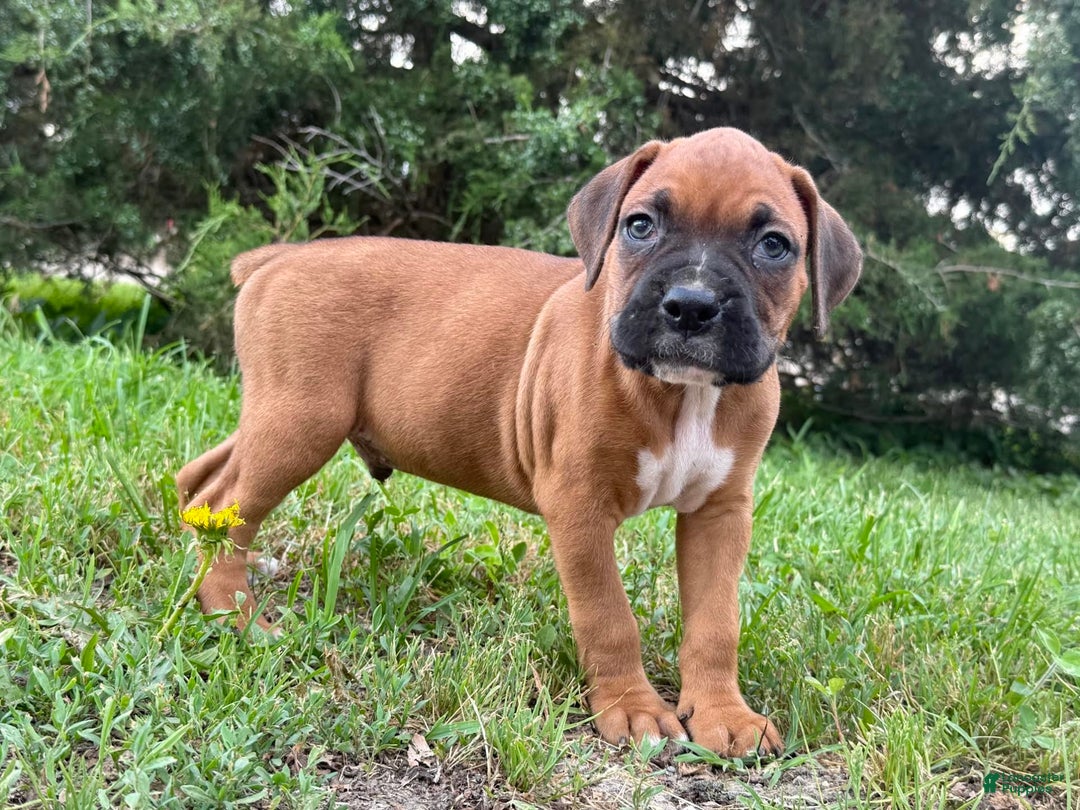 Boxer dogs for sale: Leroy - Image 4