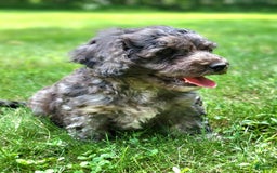 Cavapoo dogs for sale: Murphy - Image 7
