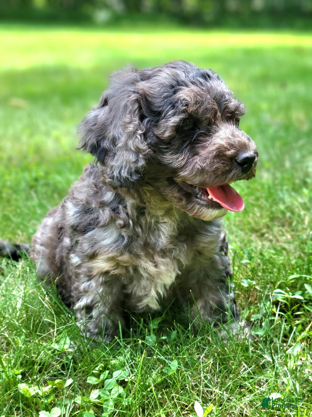 Cavapoo dogs for sale: Murphy - Image 7
