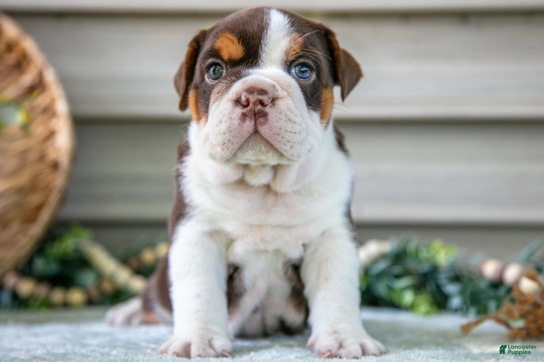 Beabull dogs for sale: Sierra - Image 4