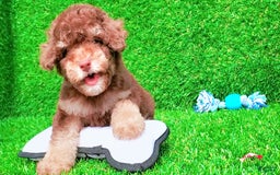 Maltipoo dogs for sale: Coconut - Image 8