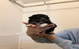 Australian Shepherd dogs for sale: Nubby Fully Vaccinated - Image 4