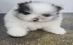 Pomeranian dogs for sale: Blue Eye - Blue Merle - Extreme Parti - Listing for pets: Blue Eye - Blue Merle - Extreme Parti - Image 5