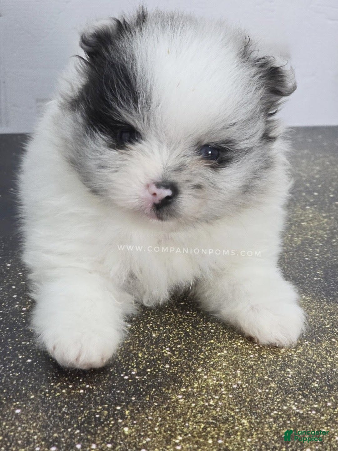Pomeranian dogs for sale: Blue Eye - Blue Merle - Extreme Parti - Listing for pets: Blue Eye - Blue Merle - Extreme Parti - Image 5