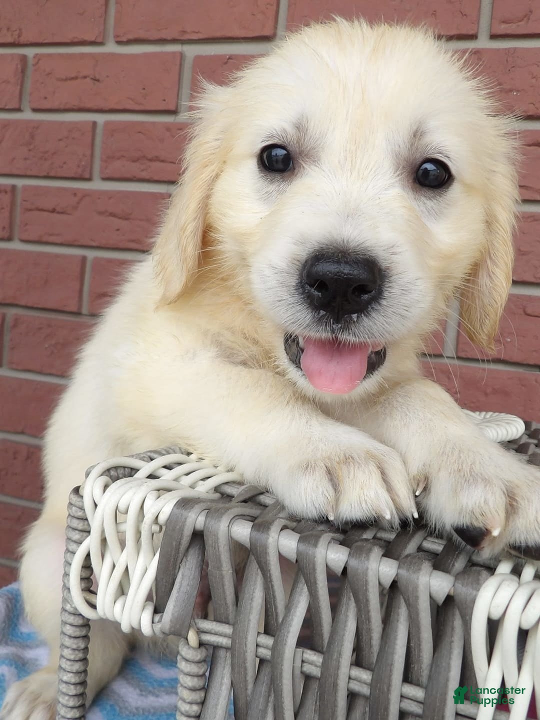 Golden Retriever dogs for sale: Rover - Image 1