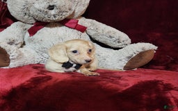 Miniature Dachshund dogs for sale: Butterbean - Image 12
