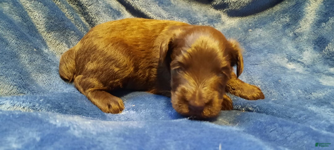Miniature Schnauzer dogs for sale: Boy2 - Image 15