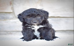 Mini Goldendoodle dogs for sale: Maggie - Image 2