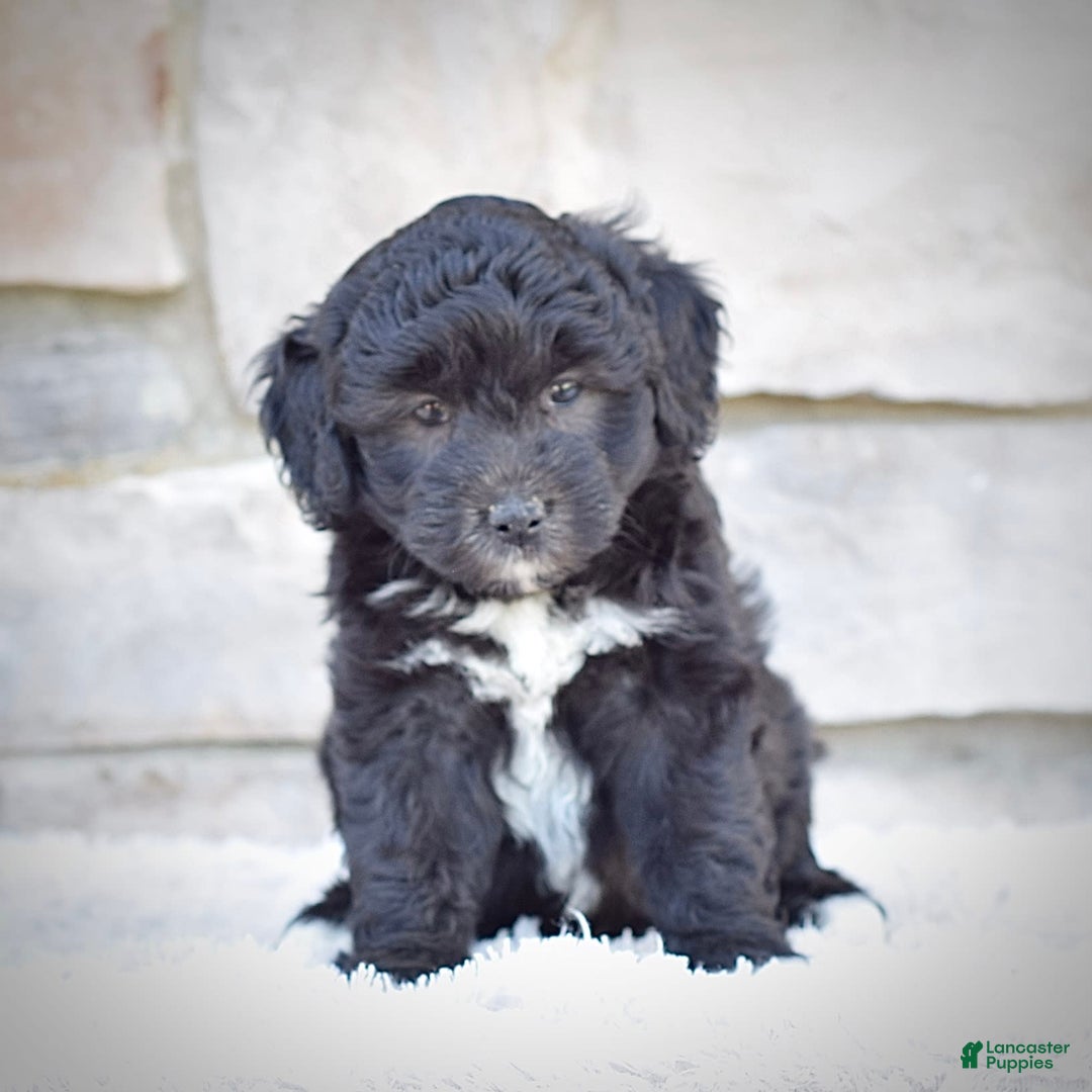 Mini Goldendoodle dogs for sale: Maggie - Image 2