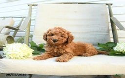 Mini Goldendoodle dogs for sale: Jason - Image 3