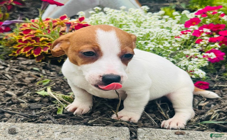 Jack Russell Terrier dogs for sale - Ad 5