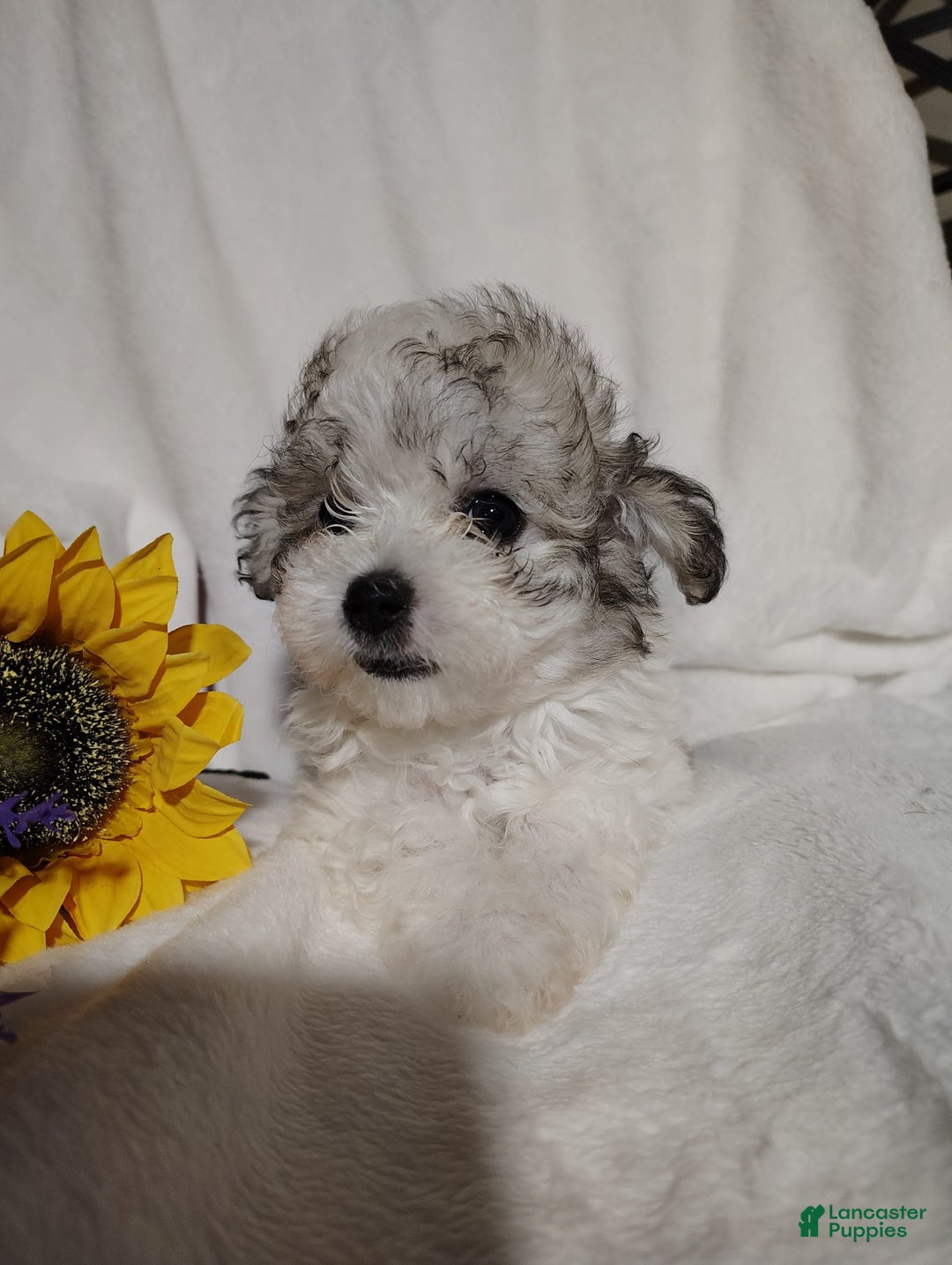 Maltipoo dogs for sale: Sweet Pea - Image 6