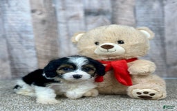 Cavapoo dogs for sale: Baxter - Image 11