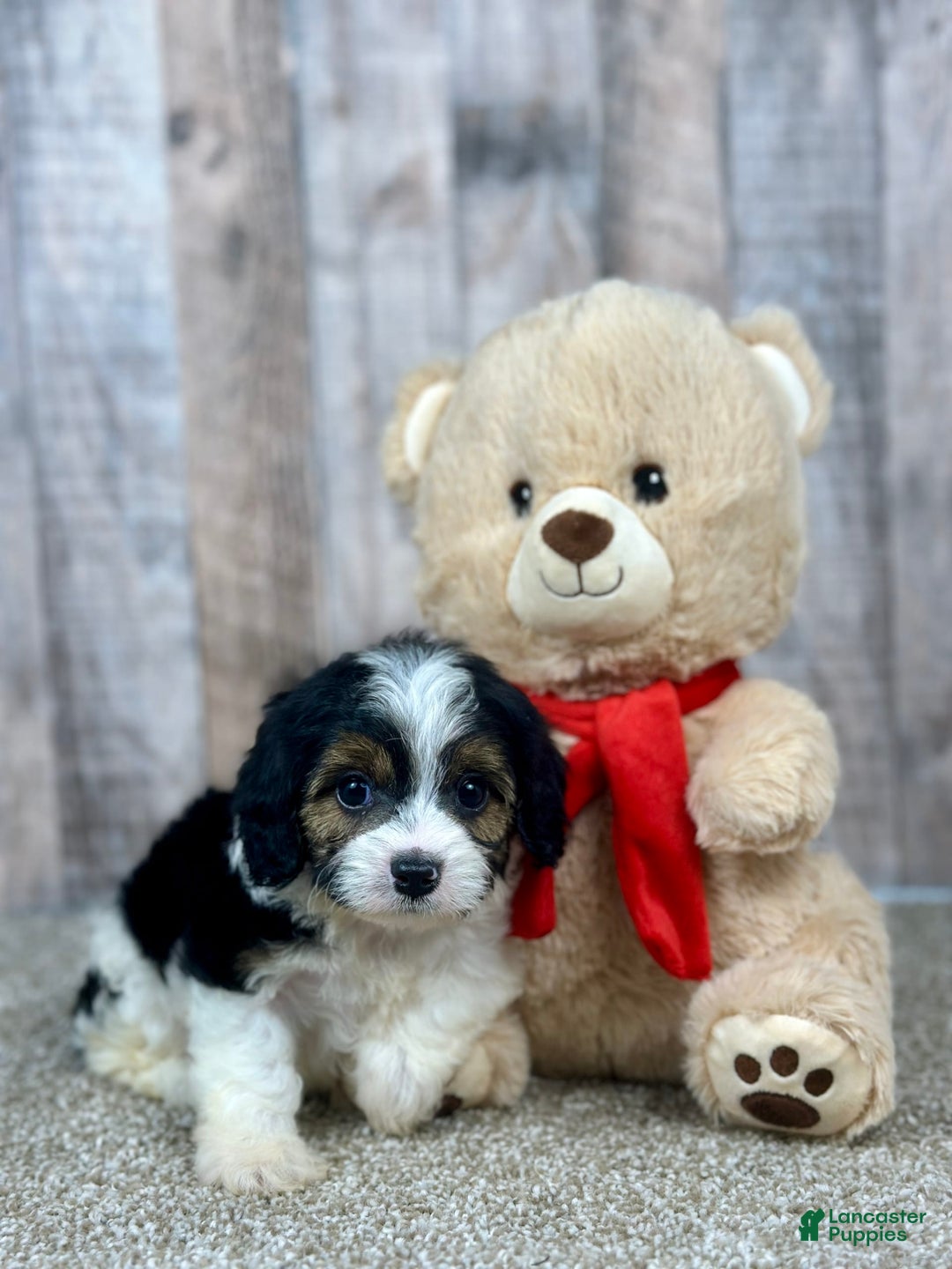 Cavapoo dogs for sale: Baxter - Image 11