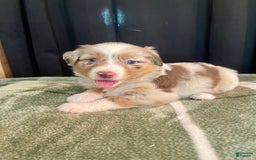 Australian Shepherd dogs for sale: Sandy - Image 5