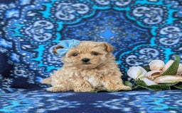 Maltipoo dogs for sale: Jocelyn 5 Lbs Full Grown - Image 2