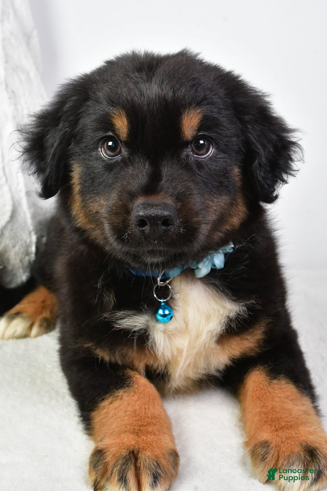 Australian Shepherd dogs for sale: Australian Shepherd 3 puppies - Image 10