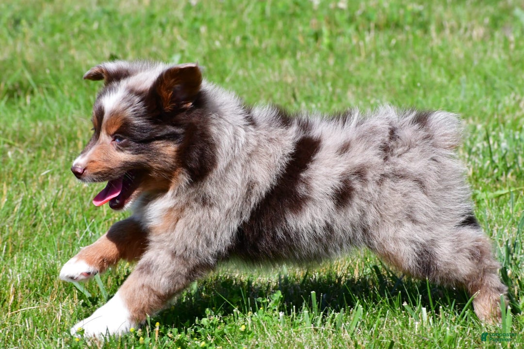 Miniature Australian Shepherd dogs for sale: Neal - Image 6