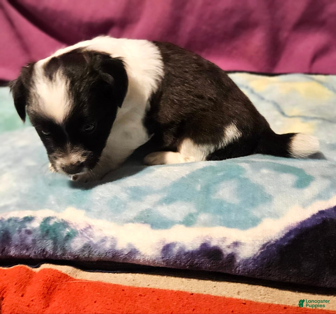 Chihuahua dogs for sale: Mani - Image 4