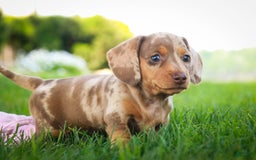 Miniature Dachshund dogs for sale: Feliz - Image 6