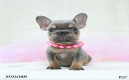 French Bulldog dogs for sale: Eleanor Akc - Image 5